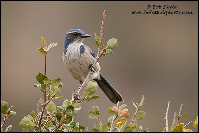 Western Scrub-Jay (Aphelocoma californica)