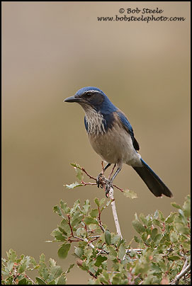 Western Scrub-Jay (Aphelocoma californica)