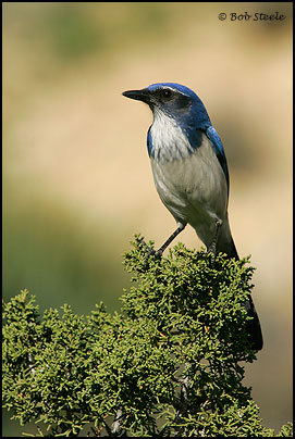 Western Scrub-Jay (Aphelocoma californica)