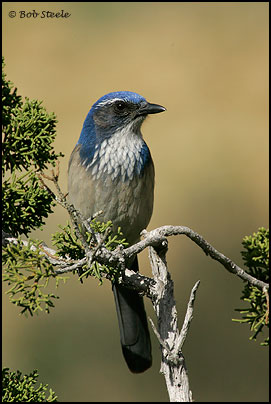 Western Scrub-Jay (Aphelocoma californica)