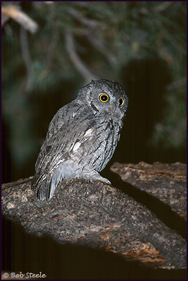 Western Screech-Owl (Otus kennicottii)