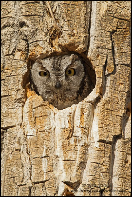 Western Screech-Owl (Otus kennicottii)