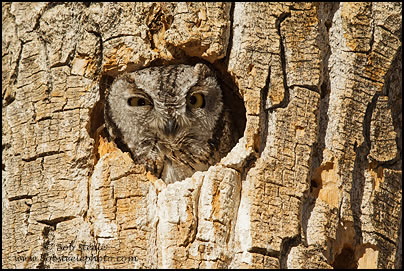 Western Screech-Owl (Otus kennicottii)