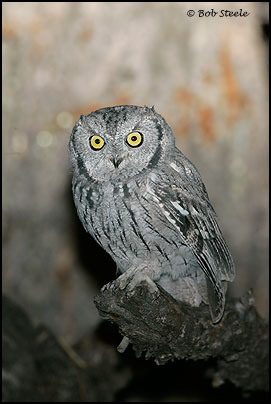 Western Screech-Owl (Otus kennicottii)
