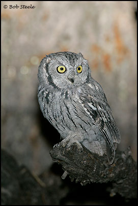 Western Screech-Owl (Otus kennicottii)