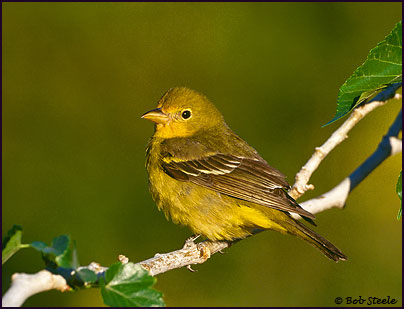 Western Tanager (Piranga ludoviciana)