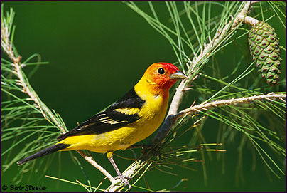 Western Tanager (Piranga ludoviciana)