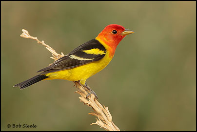 Western Tanager (Piranga ludoviciana)