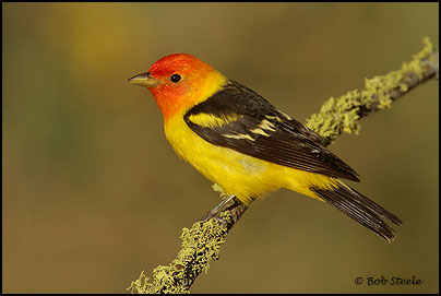 Western Tanager (Piranga ludoviciana)