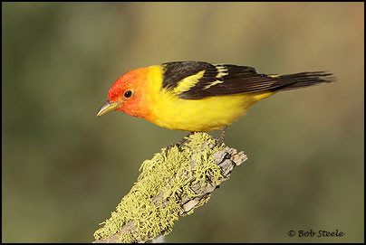 Western Tanager (Piranga ludoviciana)