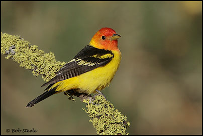 Western Tanager (Piranga ludoviciana)