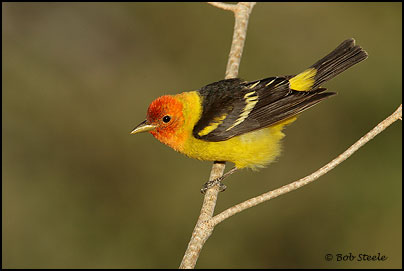 Western Tanager (Piranga ludoviciana)