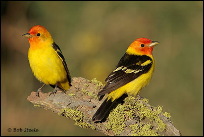 Western Tanager (Piranga ludoviciana)