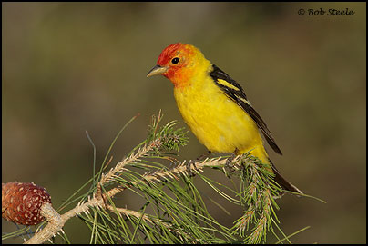 Western Tanager (Piranga ludoviciana)