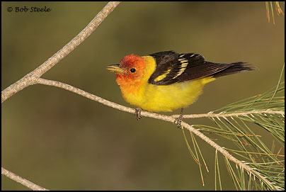 Western Tanager (Piranga ludoviciana)