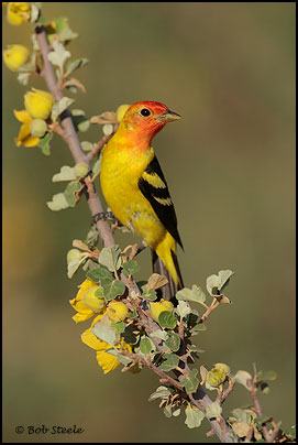 Western Tanager (Piranga ludoviciana)