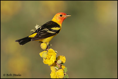 Western Tanager (Piranga ludoviciana)