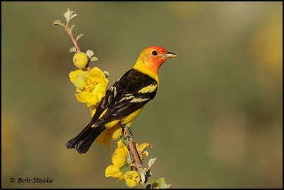 Western Tanager (Piranga ludoviciana)