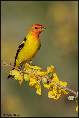 Western Tanager (Piranga ludoviciana)