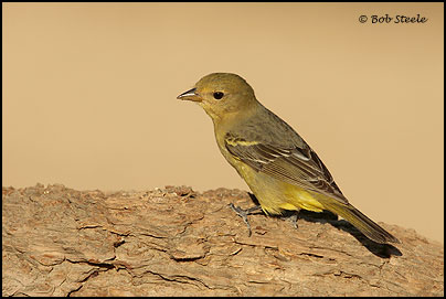 Western Tanager (Piranga ludoviciana)