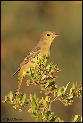 Western Tanager (Piranga ludoviciana)