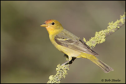 Western Tanager (Piranga ludoviciana)