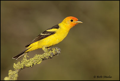 Western Tanager (Piranga ludoviciana)