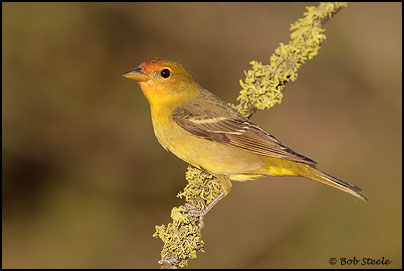 Western Tanager (Piranga ludoviciana)