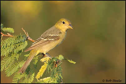 Western Tanager (Piranga ludoviciana)