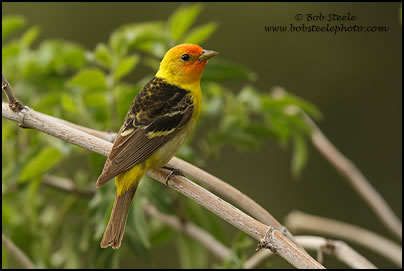 Western Tanager (Piranga ludoviciana)