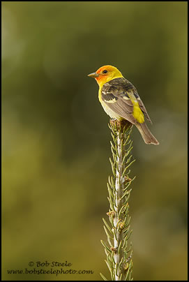 Western Tanager (Piranga ludoviciana)