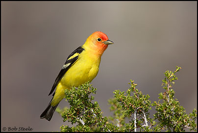 Western Tanager (Piranga ludoviciana)