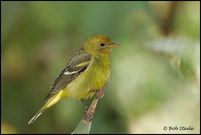 Western Tanager (Piranga ludoviciana)