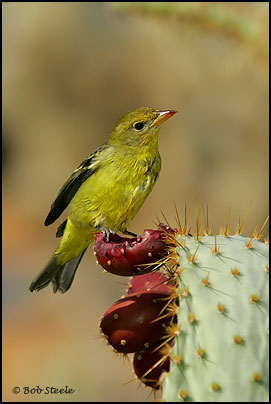 Western Tanager (Piranga ludoviciana)