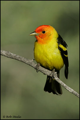 Western Tanager (Piranga ludoviciana)