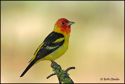 Western Tanager (Piranga ludoviciana)