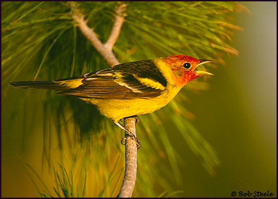 Western Tanager (Piranga ludoviciana)