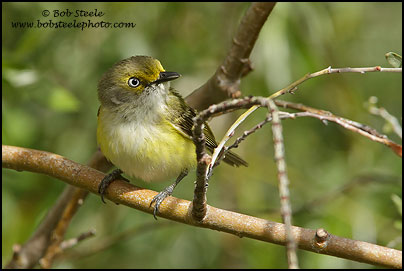 White-eyed Vireo (Vireo griseus)