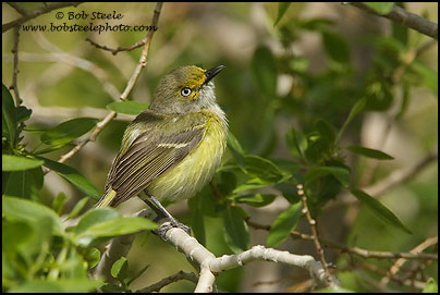 White-eyed Vireo (Vireo griseus)