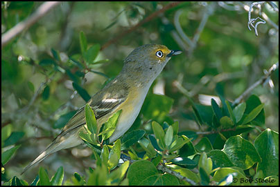 White-eyed Vireo (Vireo griseus)