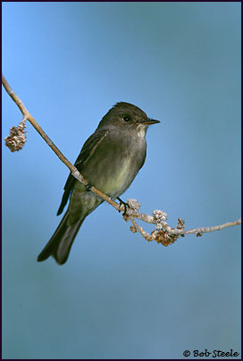 Western Wood-Pewee (Contopus sordidulus)