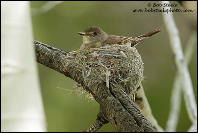 Western Wood-Pewee (Contopus sordidulus)