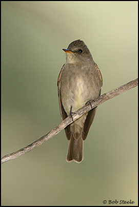 Western Wood-Pewee (Contopus sordidulus)