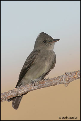 Western Wood-Pewee (Contopus sordidulus)