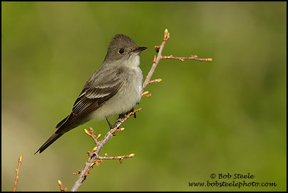 Western Wood-Pewee (Contopus sordidulus)