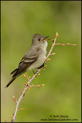 Western Wood-Pewee (Contopus sordidulus)