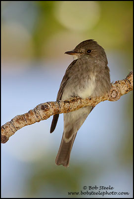 Western Wood-Pewee (Contopus sordidulus)