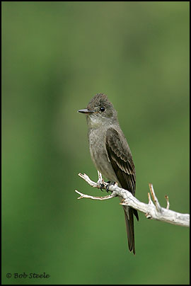 Western Wood-Pewee (Contopus sordidulus)