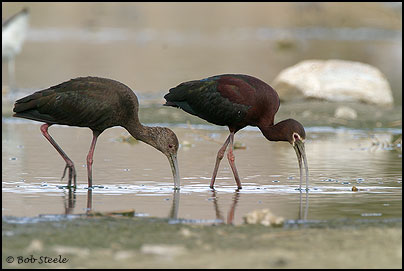 White-faced Ibis (Plegadis chihi)