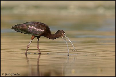 White-faced Ibis (Plegadis chihi)